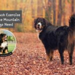 How Much Exercise Bernese Mountain Dogs Need