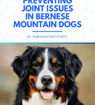 Preventing Joint Issues in Bernese Mountain Dogs