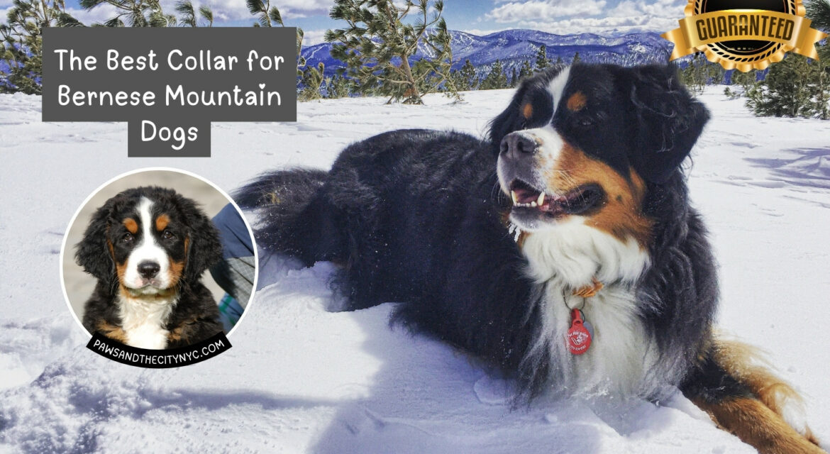 The Best Collar for Bernese Mountain Dogs