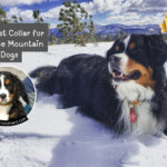 The Best Collar for Bernese Mountain Dogs