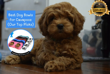 best dog bowls for cavapoos