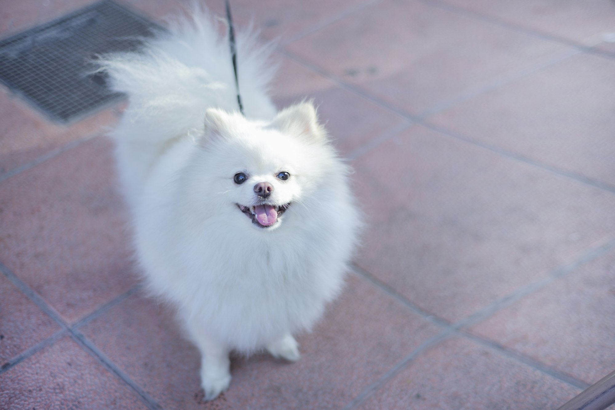 funny thoroughbred purebred white spitz dog with open mouth smiling,selective focus,