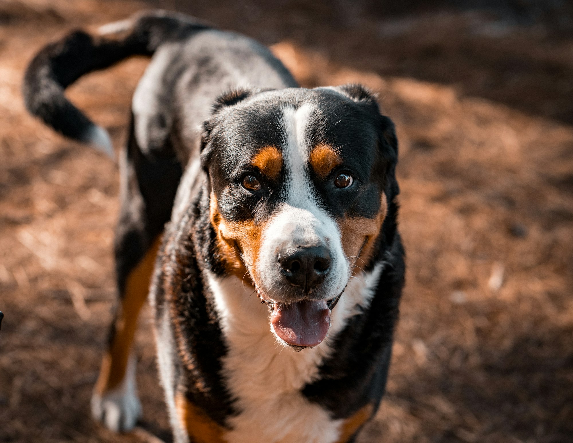 Greater Swiss Mountain Dog in a forest