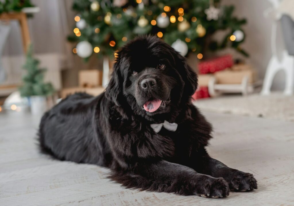 Newfoundland dog at home with christmas tree