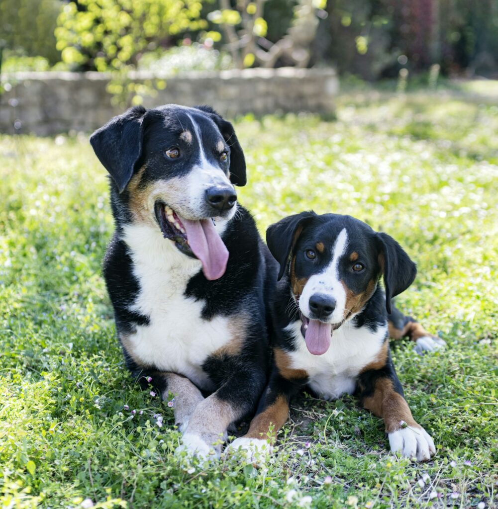 puppy and adult Appenzeller Sennenhund